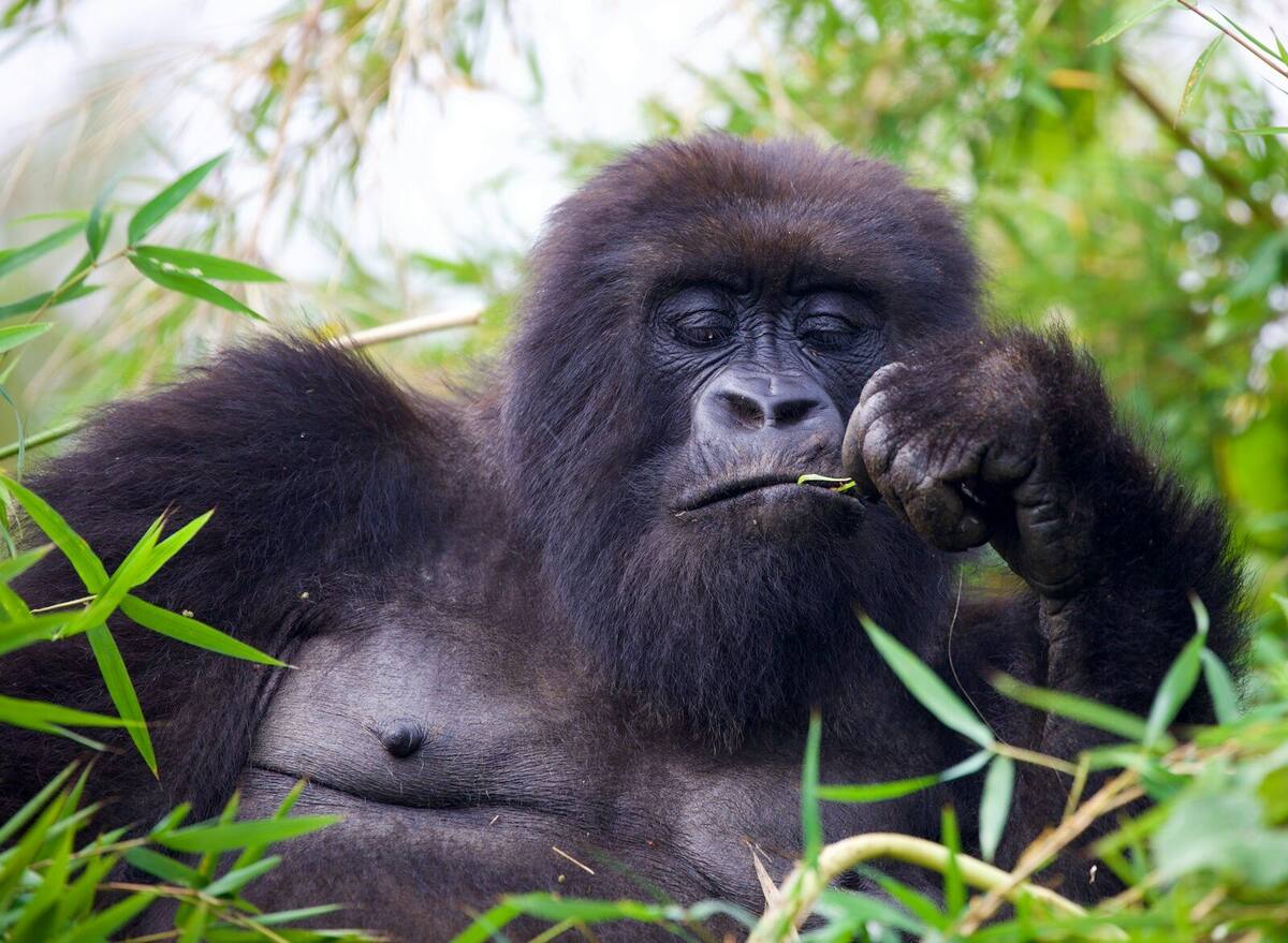 Mountain gorilla feeding on bamboo in Volcanoes National Park, Rwanda