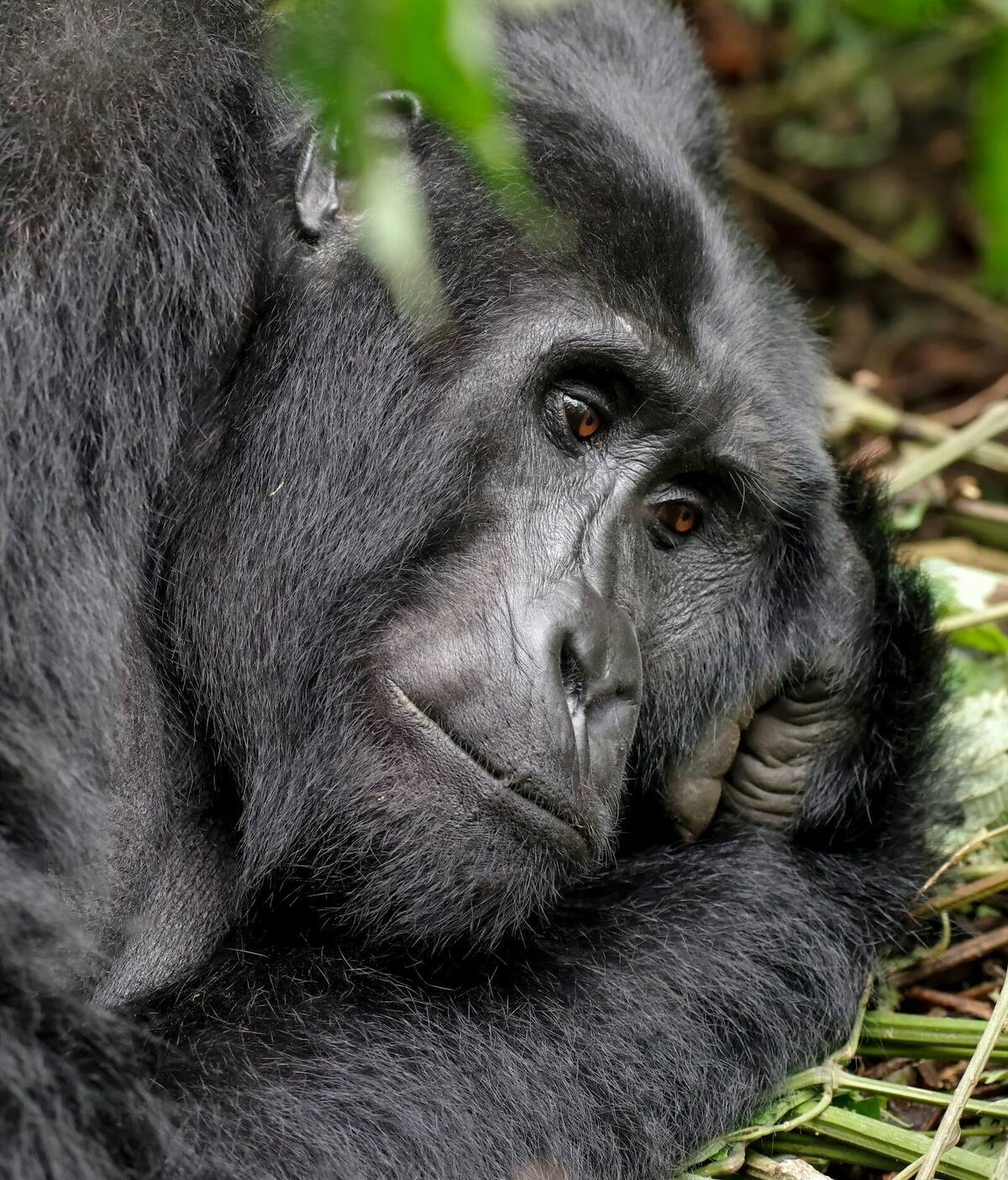 Mountain gorilla silverback in Volcanoes National Park, Rwanda — gorilla trekking tour