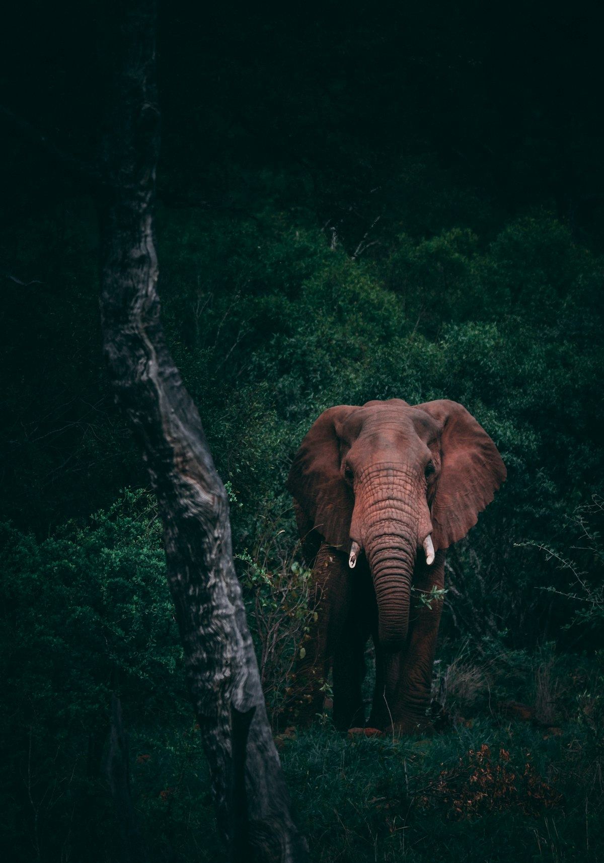 Gorilla Trekking Rwanda 2026: First-Timer's Complete Guide to Trek Day & Permits